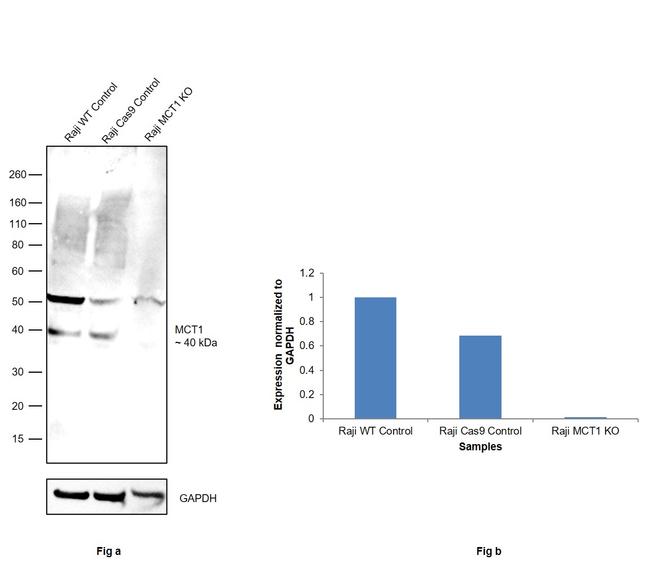 MCT1 Antibody in Western Blot (WB)