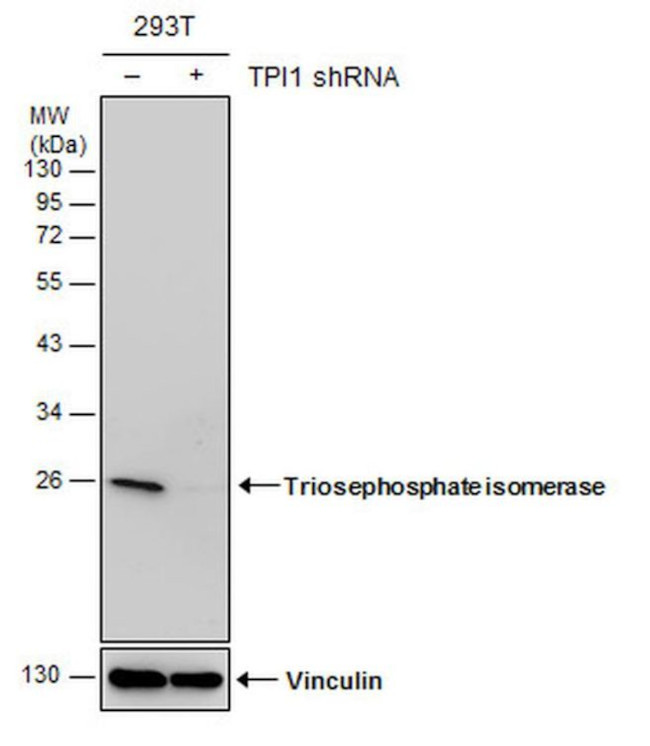 TPI1 Antibody