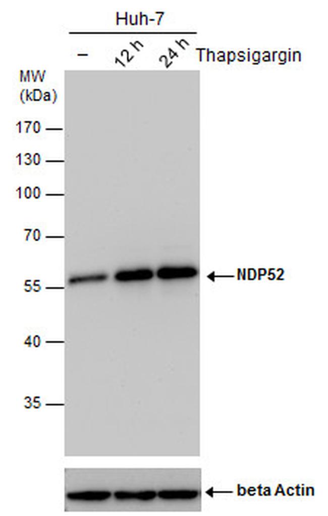 CALCOCO2 Antibody in Western Blot (WB)