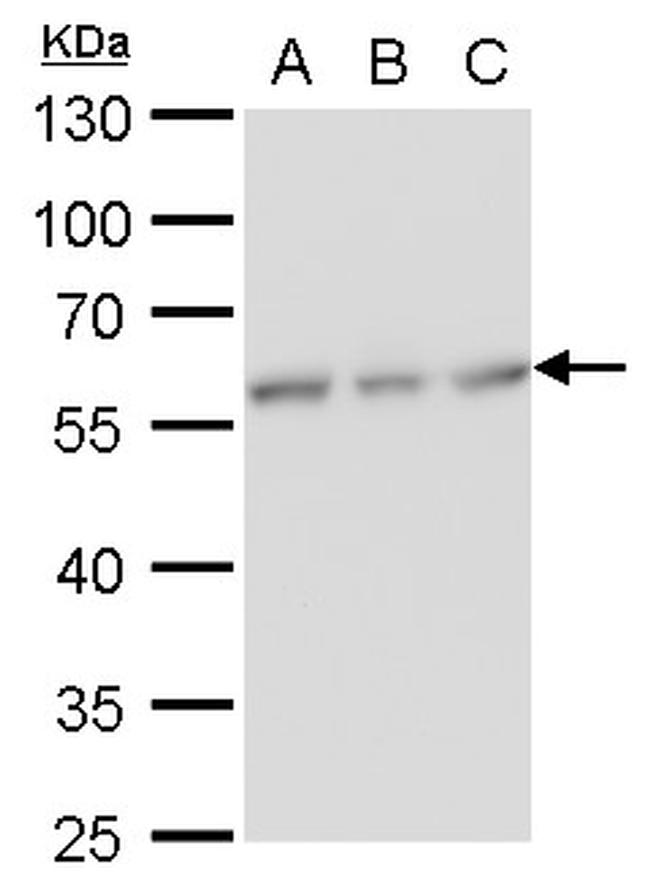 CALCOCO2 Antibody in Western Blot (WB)