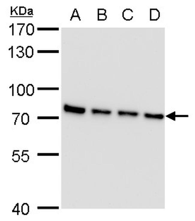 SLU7 Antibody in Western Blot (WB)