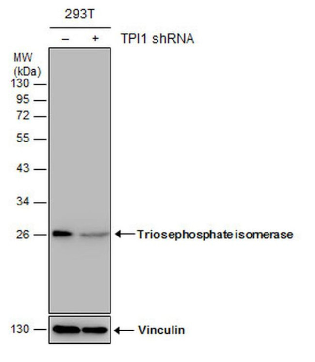 TPI1 Antibody