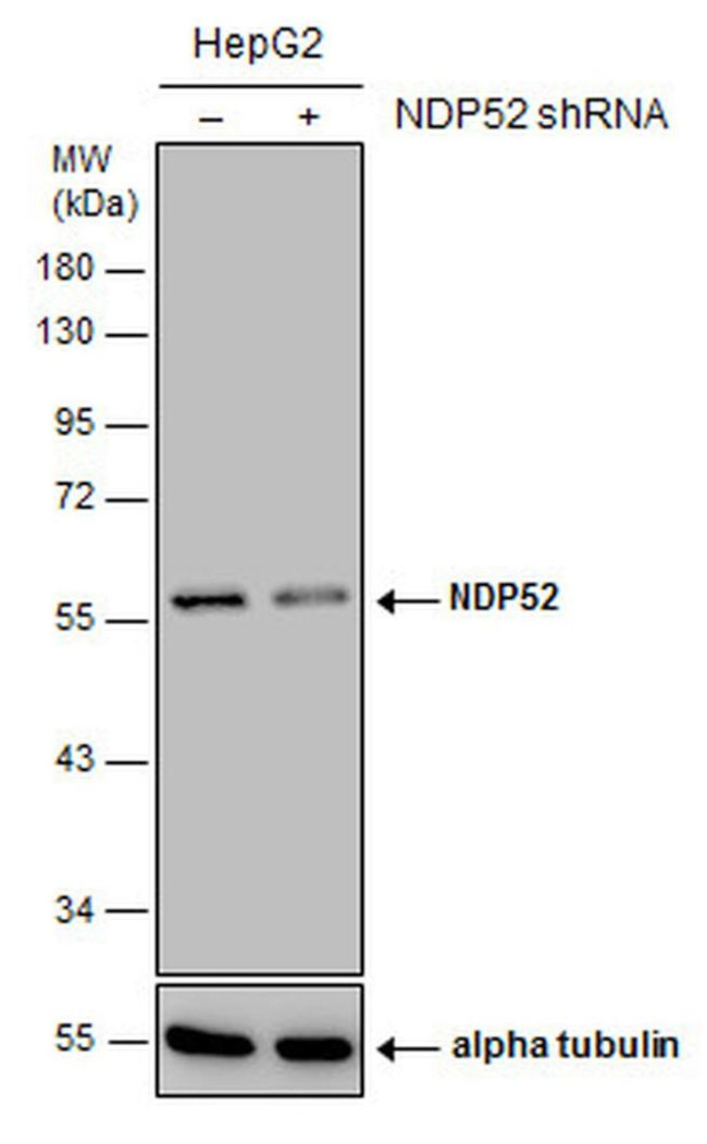 CALCOCO2 Antibody