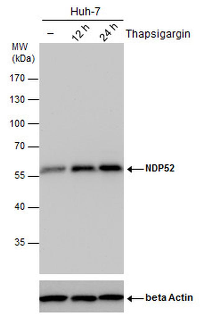 CALCOCO2 Antibody in Western Blot (WB)