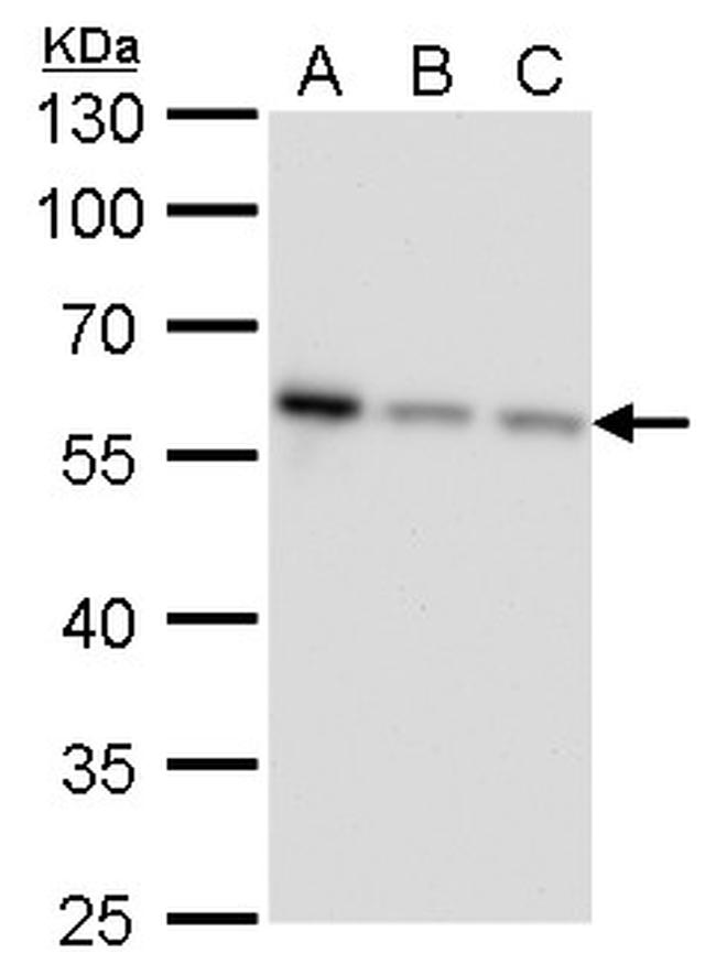 CALCOCO2 Antibody in Western Blot (WB)