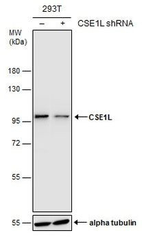 CAS Antibody