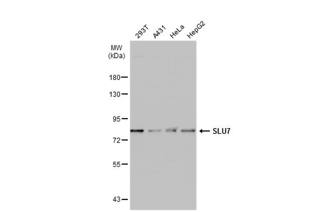 SLU7 Antibody in Western Blot (WB)