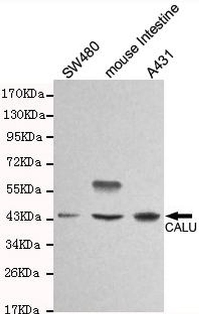 Calumenin Antibody in Western Blot (WB)