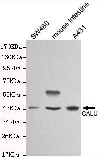 Calumenin Antibody in Western Blot (WB)