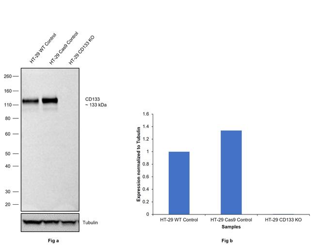 CD133 Antibody in Western Blot (WB)