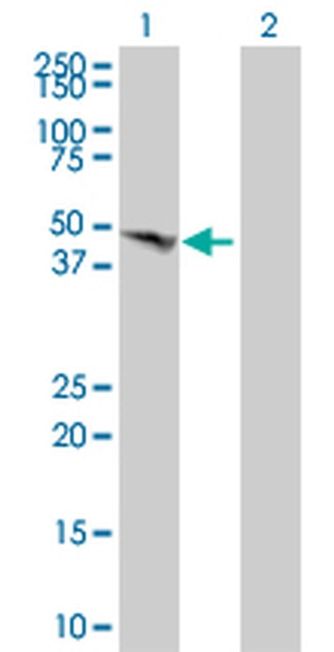 BMP-7 Antibody in Western Blot (WB)