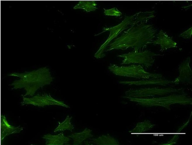 DPH2 Antibody in Immunocytochemistry (ICC/IF)