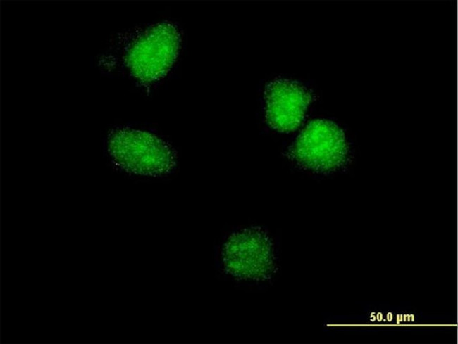 HOXA5 Antibody in Immunocytochemistry (ICC/IF)