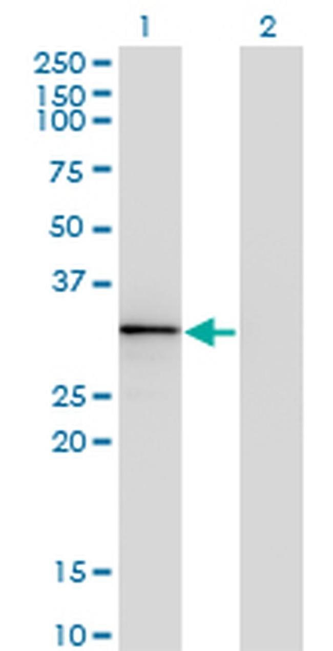 HOXA1/HOXB1/HOXD1 Antibody in Western Blot (WB)