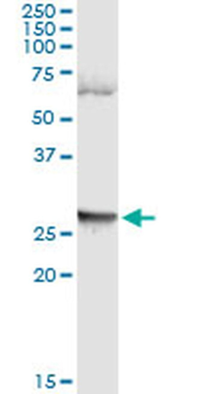 LFNG Antibody in Immunoprecipitation (IP)