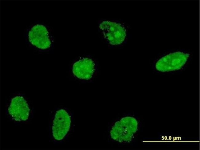 HEN1/HEN2 Antibody in Immunocytochemistry (ICC/IF)