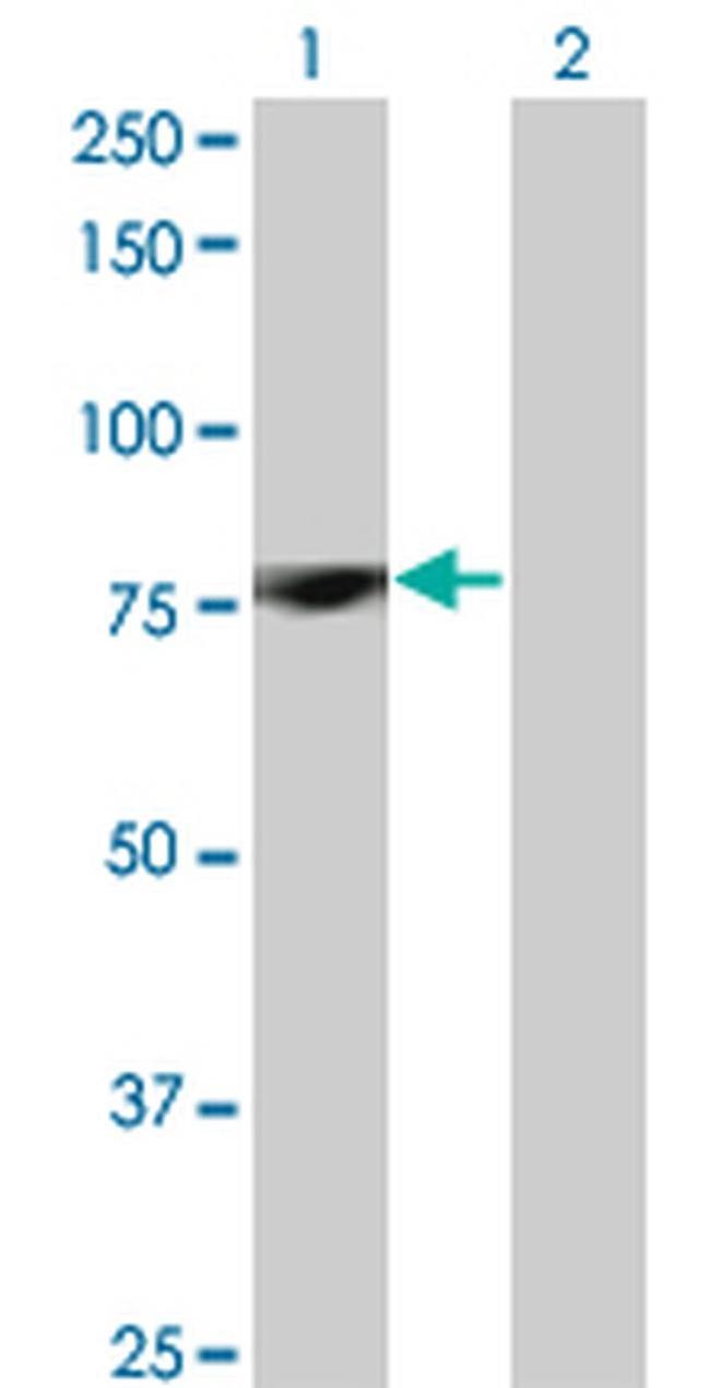 PKC delta Antibody in Western Blot (WB)