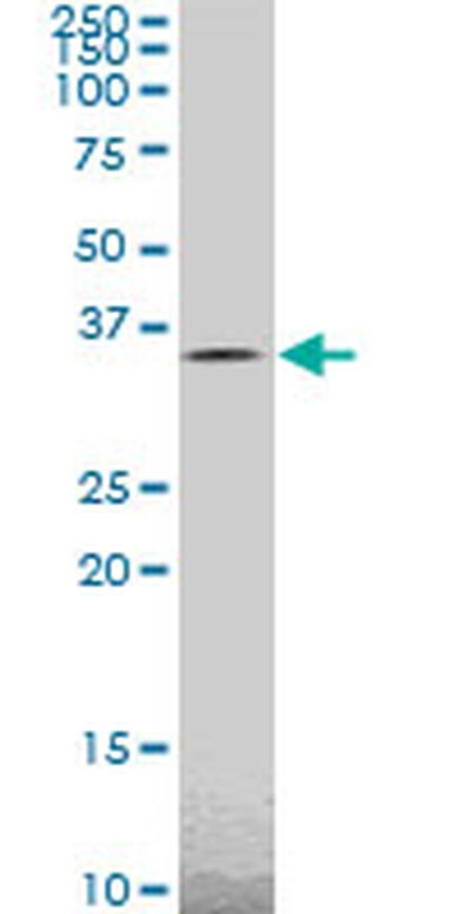 TAZ Antibody in Western Blot (WB)