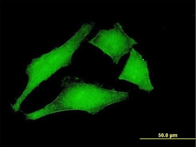 GANP Antibody in Immunocytochemistry (ICC/IF)