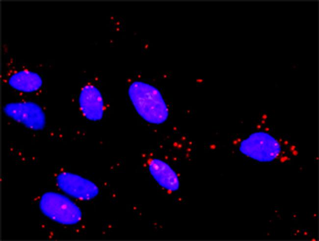 TAOK2 Antibody in Proximity Ligation Assay (PLA) (PLA)