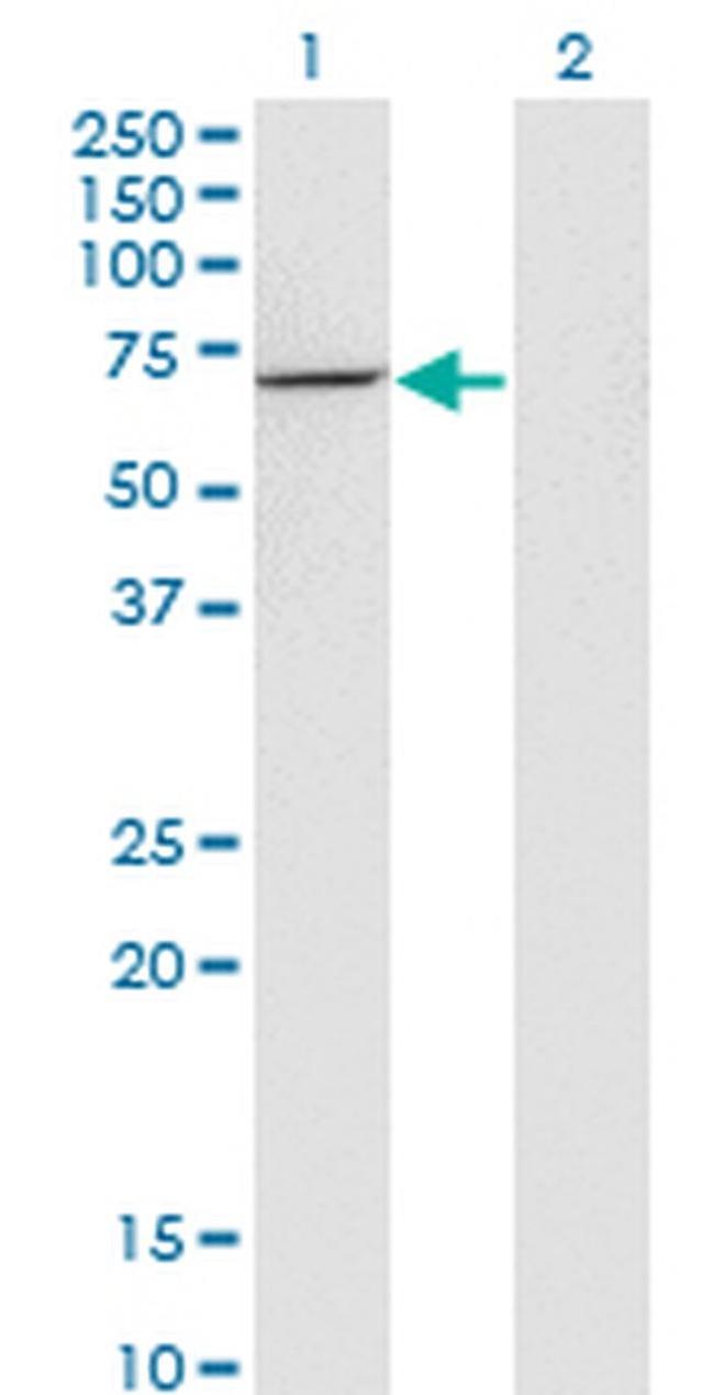 USH1C Antibody in Western Blot (WB)