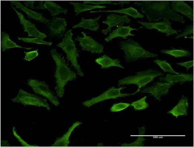 SGK2 Antibody in Immunocytochemistry (ICC/IF)