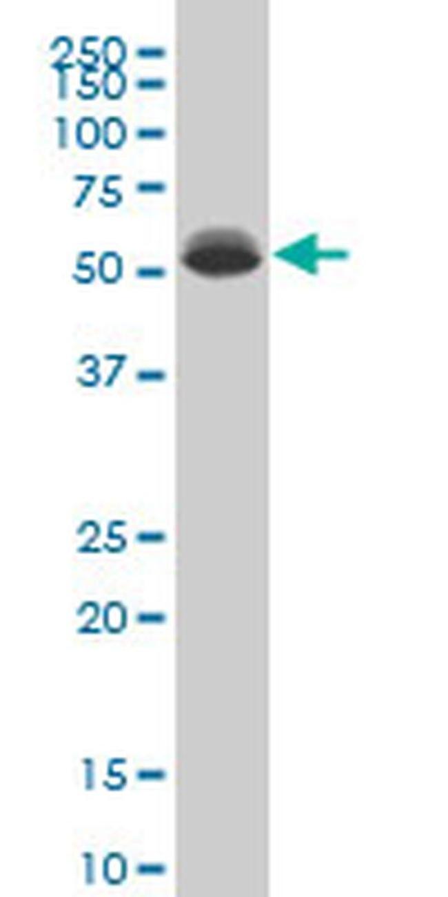DEAF1 Antibody in Western Blot (WB)