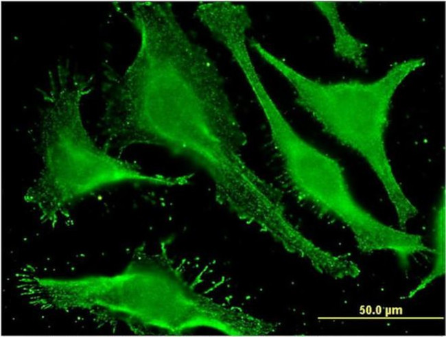 SALF Antibody in Immunocytochemistry (ICC/IF)