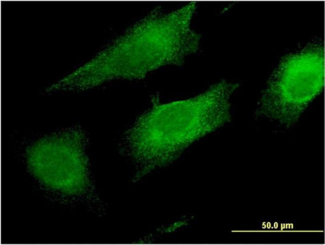 LFG Antibody in Immunocytochemistry (ICC/IF)