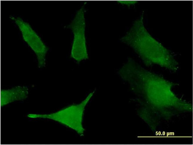 SLC6A16 Antibody in Immunocytochemistry (ICC/IF)