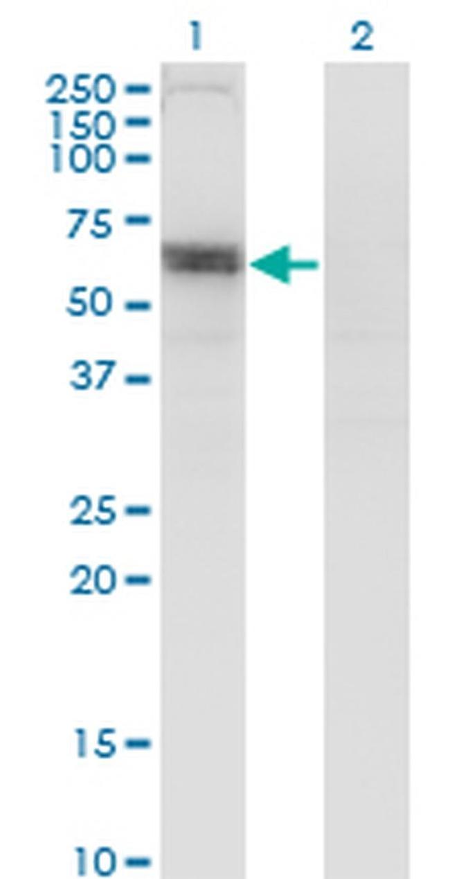 SLC6A16 Antibody in Western Blot (WB)