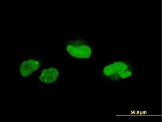 SCAND1 Antibody in Immunocytochemistry (ICC/IF)