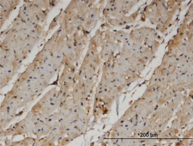 PANK4 Antibody in Immunohistochemistry (PFA fixed) (IHC (PFA))