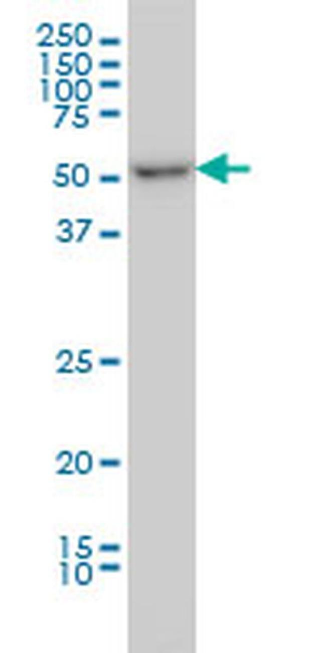 ITFG2 Antibody in Western Blot (WB)