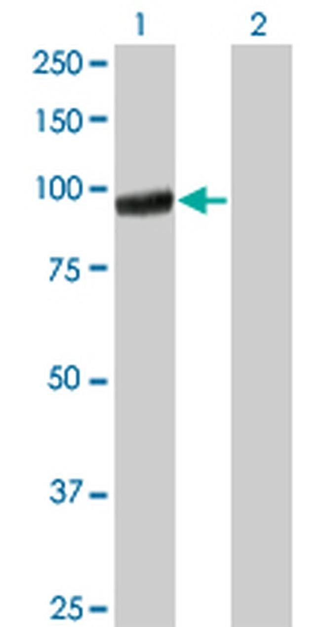 PCDHGA5 Antibody in Western Blot (WB)