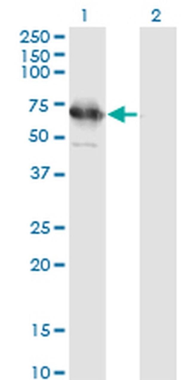 TSKS Antibody in Western Blot (WB)