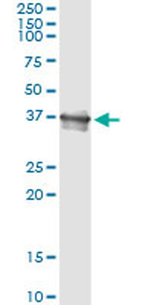 Bcl-G Antibody in Immunoprecipitation (IP)