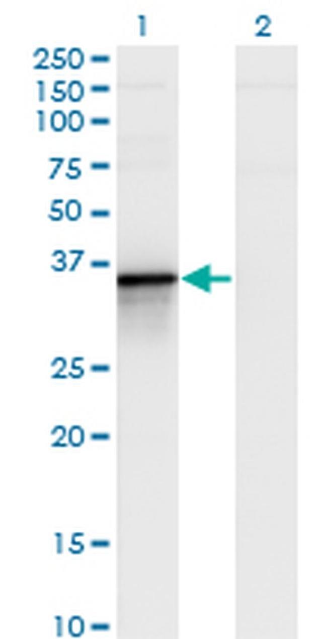 Bcl-G Antibody in Western Blot (WB)