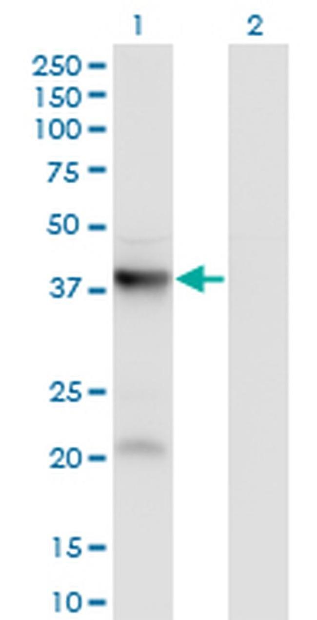 PANK3 Antibody in Western Blot (WB)