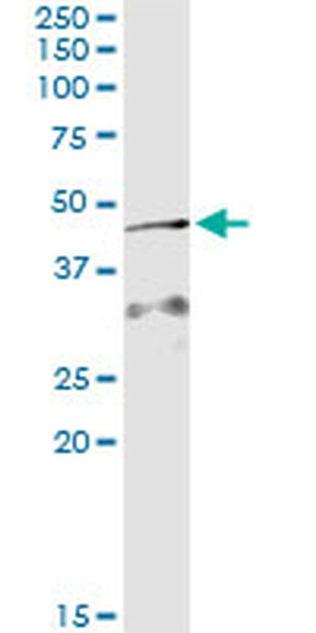 AMID Antibody in Immunoprecipitation (IP)