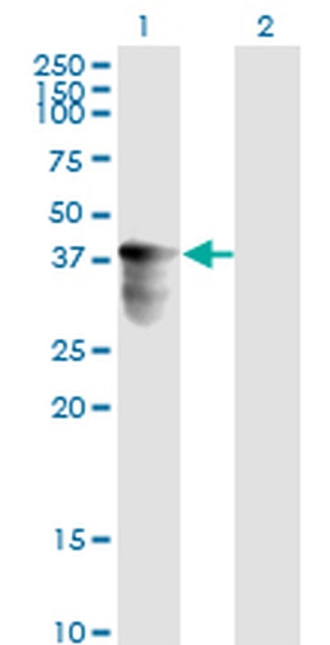 C10orf4 Antibody in Western Blot (WB)