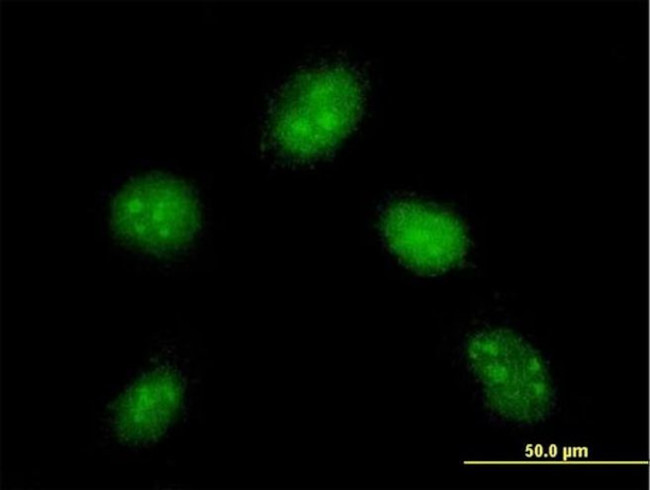 DYDC1 Antibody in Immunocytochemistry (ICC/IF)