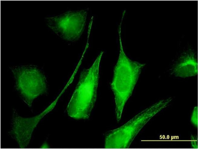 Adenylate Kinase 9 Antibody in Immunocytochemistry (ICC/IF)