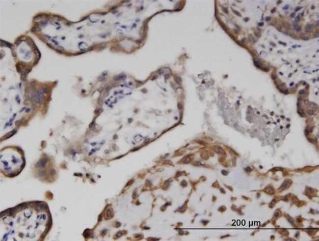 Adenylate Kinase 9 Antibody in Immunohistochemistry (PFA fixed) (IHC (PFA))