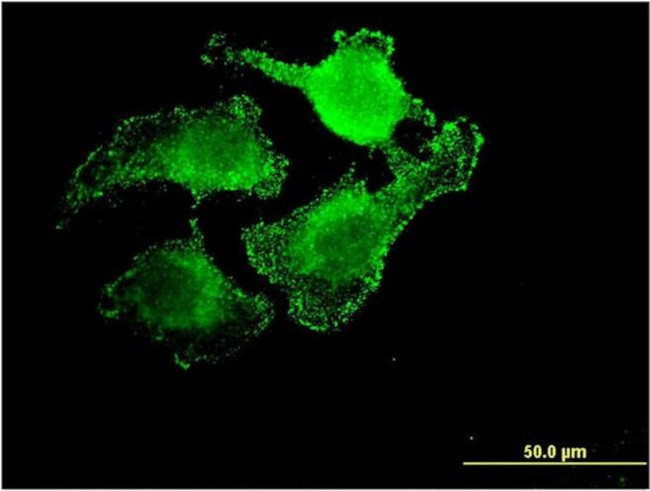 UNC5CL Antibody in Immunocytochemistry (ICC/IF)