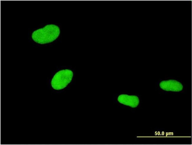 ZKSCAN4 Antibody in Immunocytochemistry (ICC/IF)