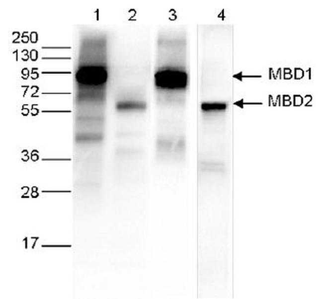 Ty1 Tag Antibody in Western Blot (WB)