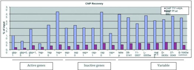 Ty1 Tag Antibody in ChIP Assay (ChIP)