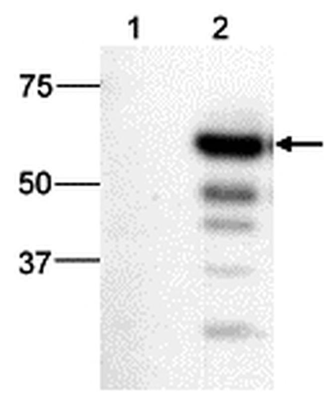 Ty1 Tag Antibody in Western Blot (WB)