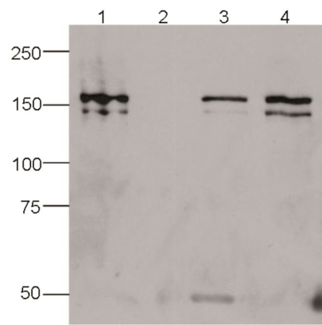 Cas9 Antibody in Immunoprecipitation (IP)